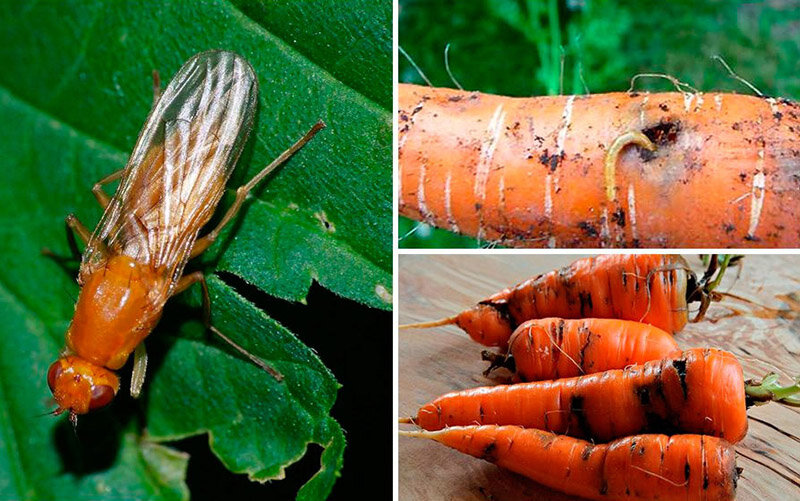 Болезни и вредители моркови и методы борьбы с ними
