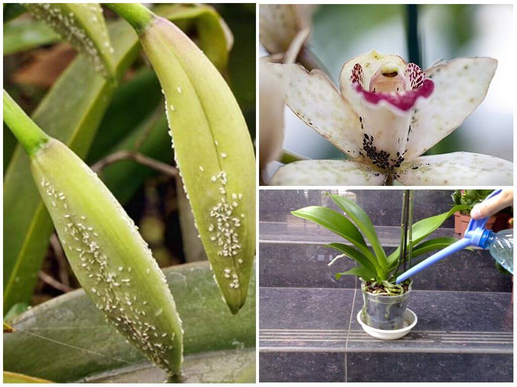 Как бороться с тлей на орхидеях в домашних условиях