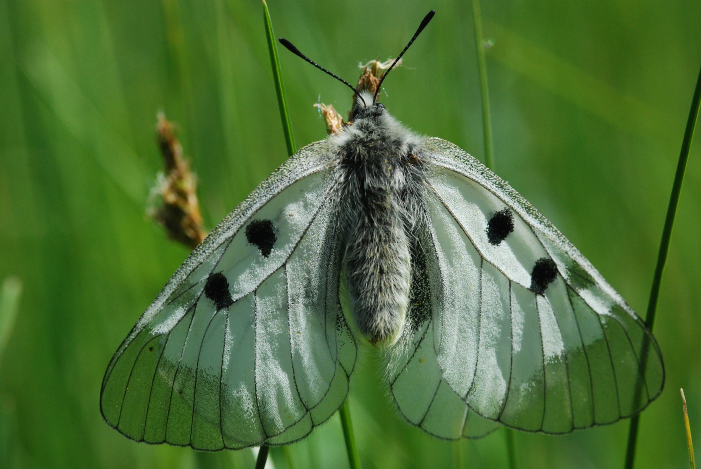 Бабочка мнемозина - описание, среда обитания, виды