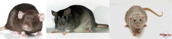 Виды и породы домашних декоративных крыс