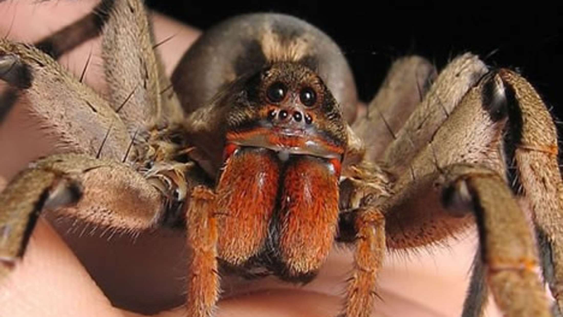 Описание и фото самых больших пауков в мире