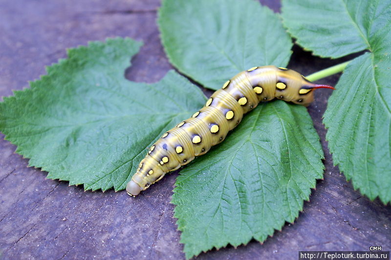 15 очаровательных  гусениц, которых вам не захочется потрогать :: инфониак