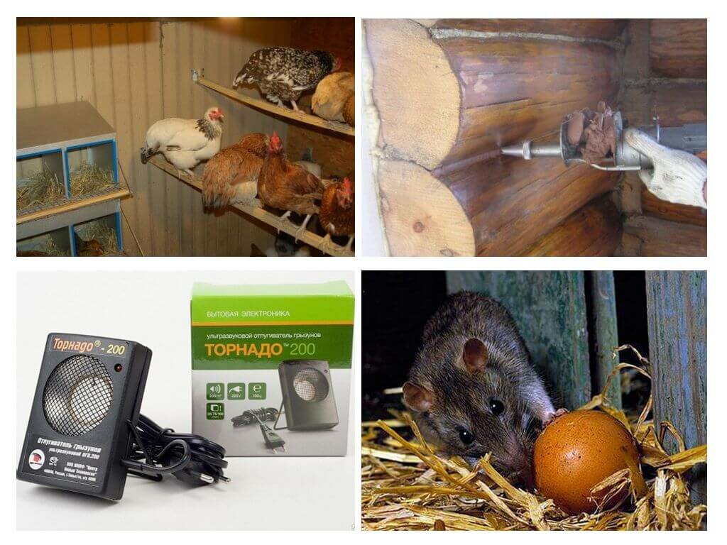 Как избавиться от крыс и мышей в частном доме: обзор методов и средств, позволяющих быстро одолеть грызунов