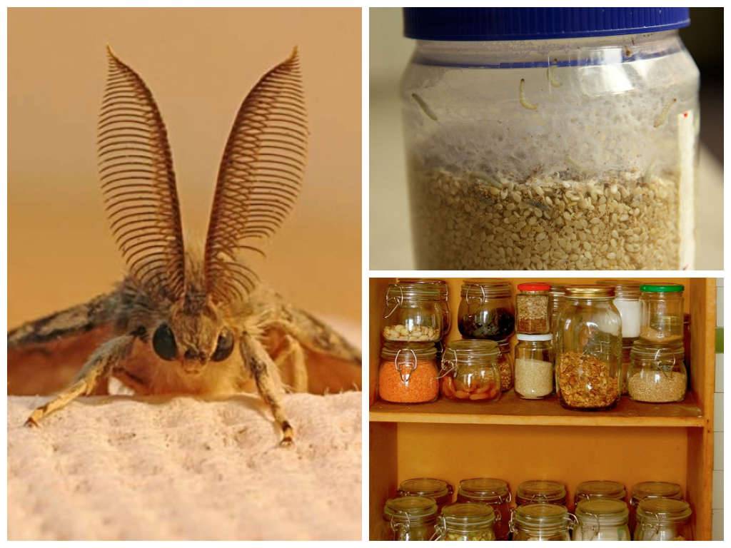 Появление пищевой моли на кухне, как избавиться от этих насекомых