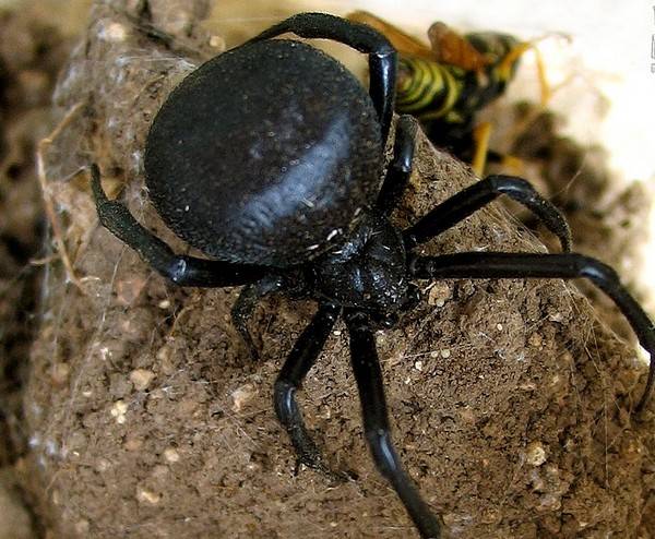 Описание и фото пауков московской области. самые известные и опасные пауки россии пауки живущие в средней полосе