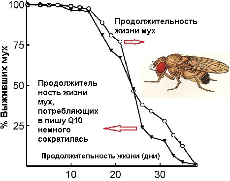 Сроки жизни животных. Продолжительность жизни мухи. Продолжительность жизни МКХ. Средняя Продолжительность жизни мухи. Продолжительность жизни разных насекомых.