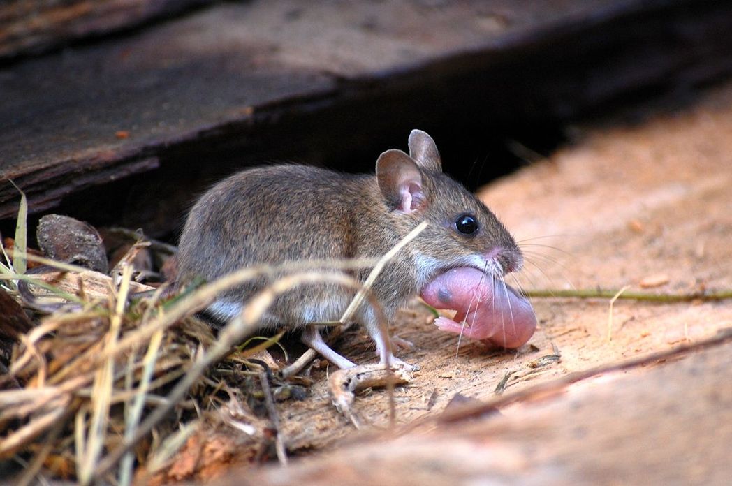 Чем кормить крысу в домашних условиях, отличие рациона домашних и диких крыс