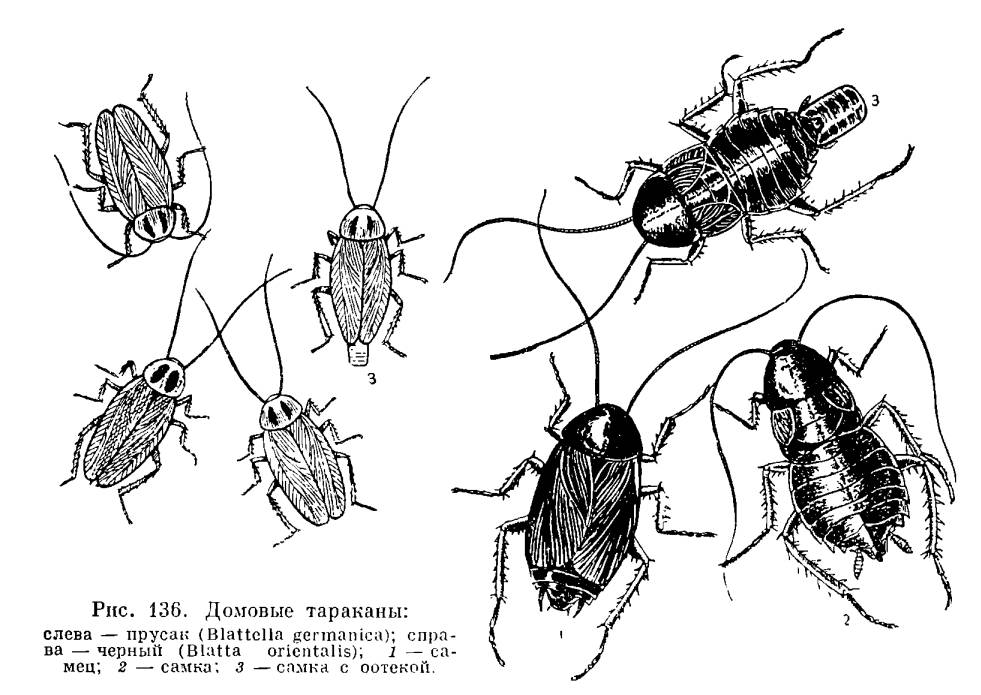 Класс насекомые. общая характеристика, строение, размножение, разнообразие и значение насекомых