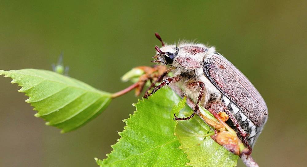 Хрущ, или майский жук — как бороться с вредителем?