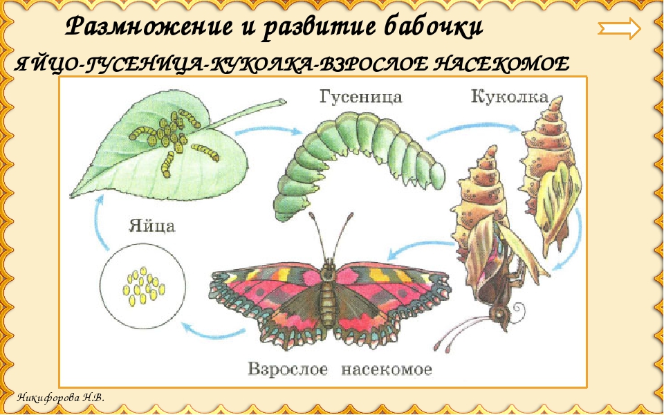 Гусеница: стадии превращения в бабочку, этапы развития куколки