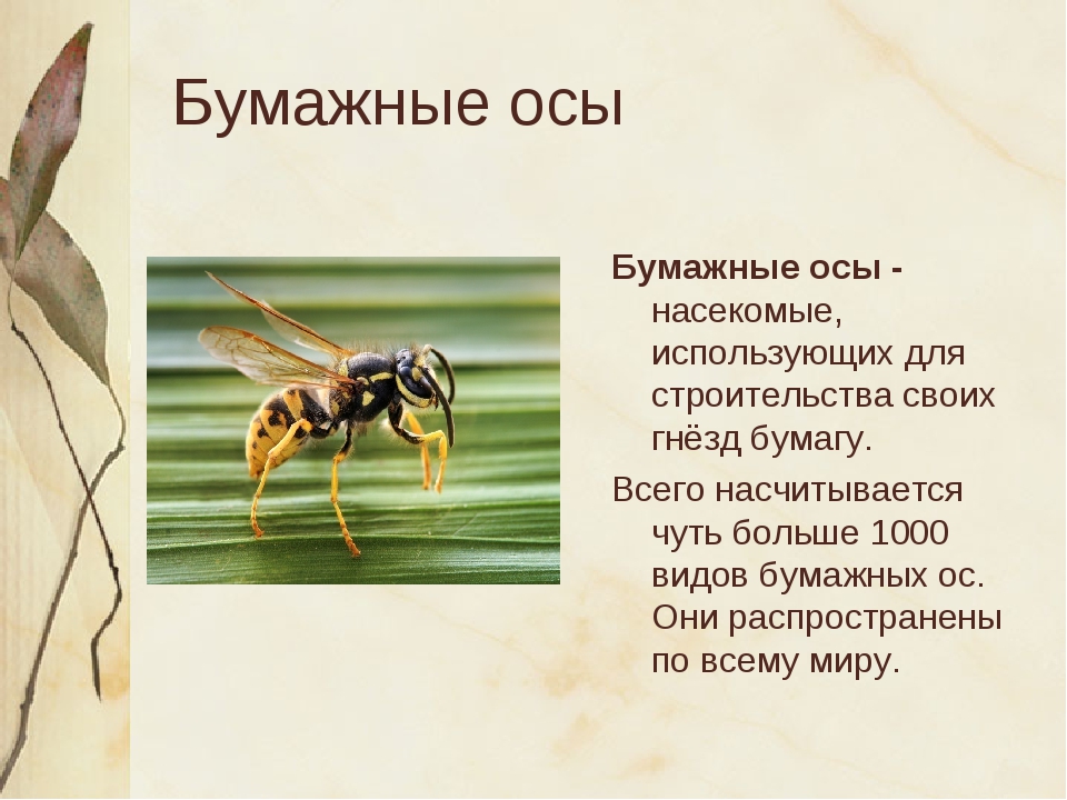 Оса роющая: различные виды и особенности размножения. кто такие роющие осы?