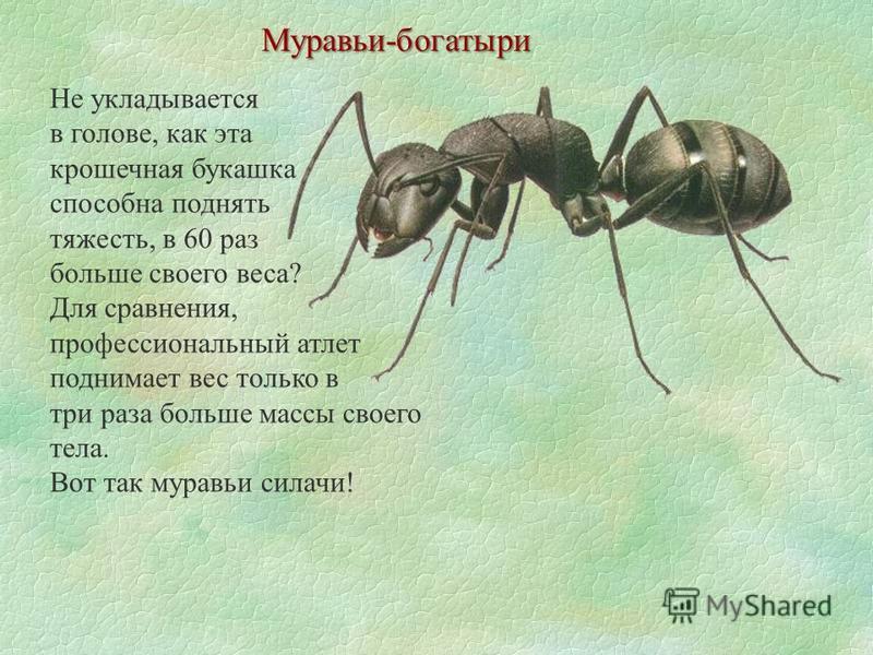 Интересные факты о муравьях для детей: топ-10