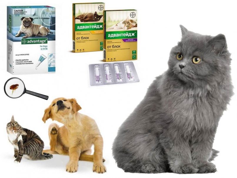 Инструкция препарата “адвантейдж” для кошек – правила использования капель, показания и первая помощь при отравлении средством