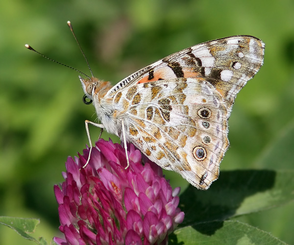 Бабочка репейница: фото, описание, ареал распространения