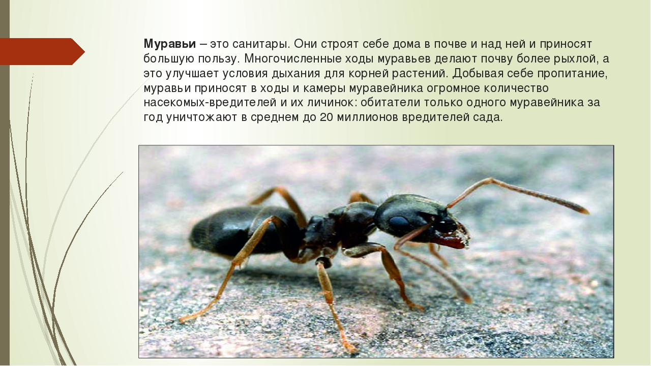 Основные виды и описание муравьев