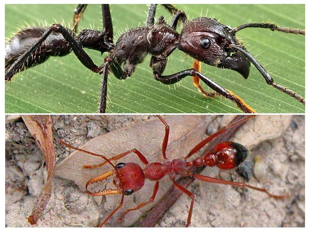 Большие муравьи как называются