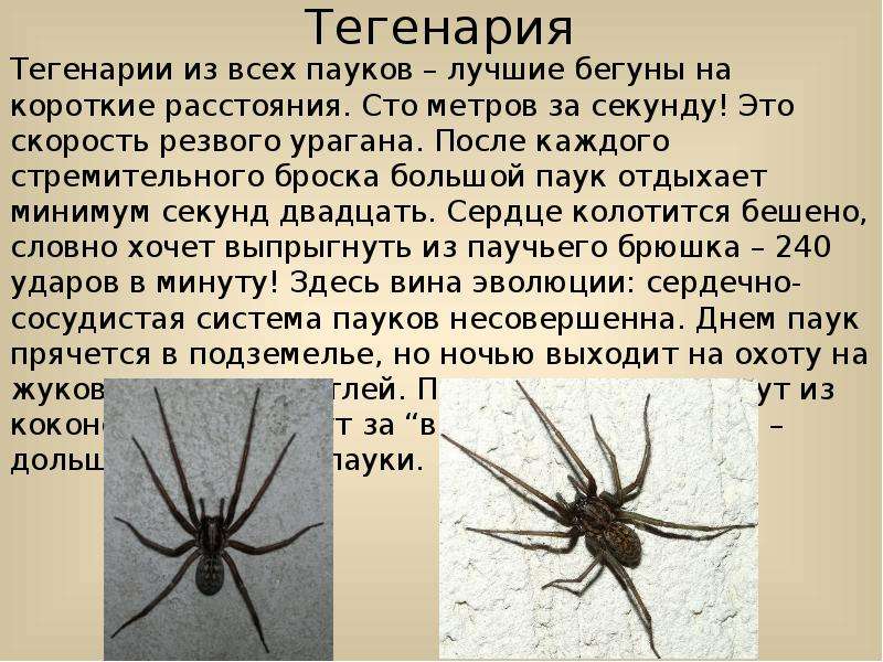 Домовый паук: опасный хищник или безобидный сосед?