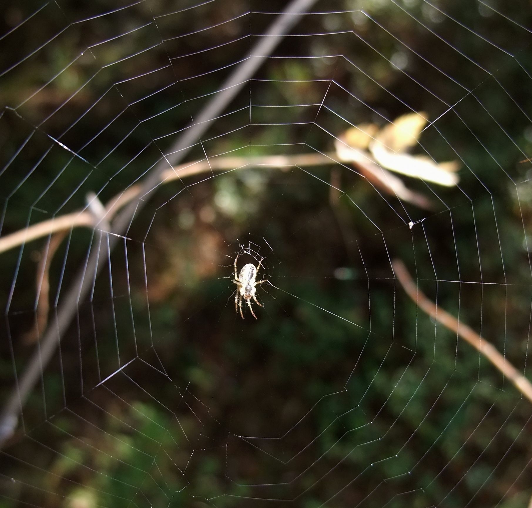 Почему пауки плетут паутину? описание, фото и видео  - «как и почему»