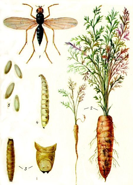 Морковная муха: фото, как с ней бороться (народные средства и химия)