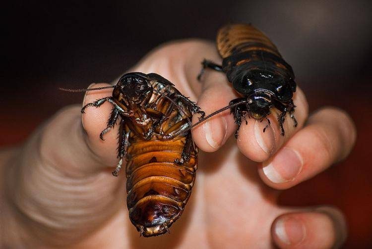 Мадагаскарский шипящий таракан | мир животных и растений