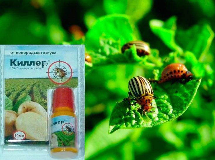 Средства от колорадского жука: выбор отравы, видео и отзывы