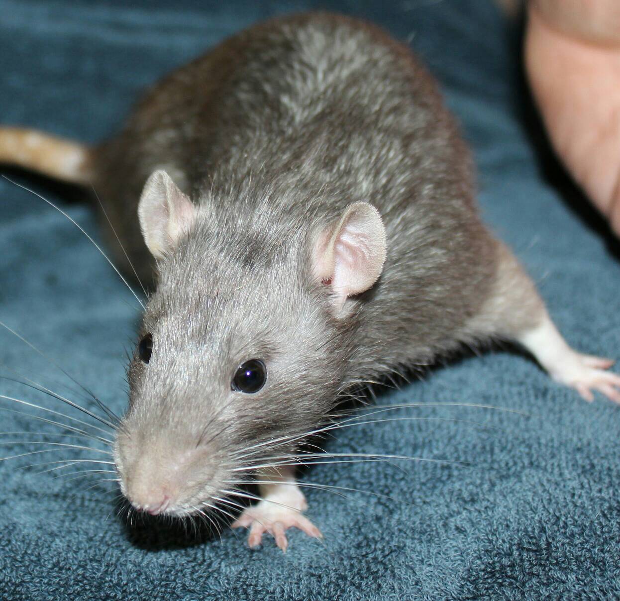 Породы домашних крыс с фотографиями