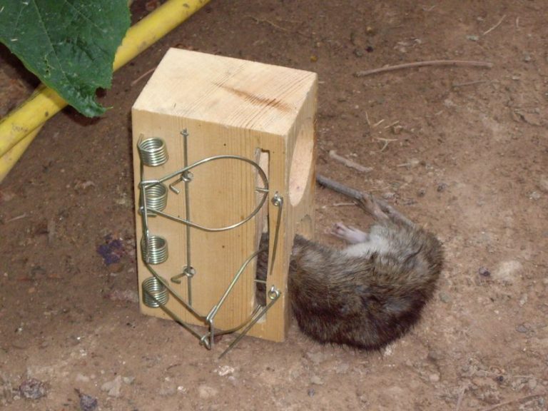 Как изготовить самодельные ловушки для крыс – крысоловки, живоловки, капканы, электроловушки