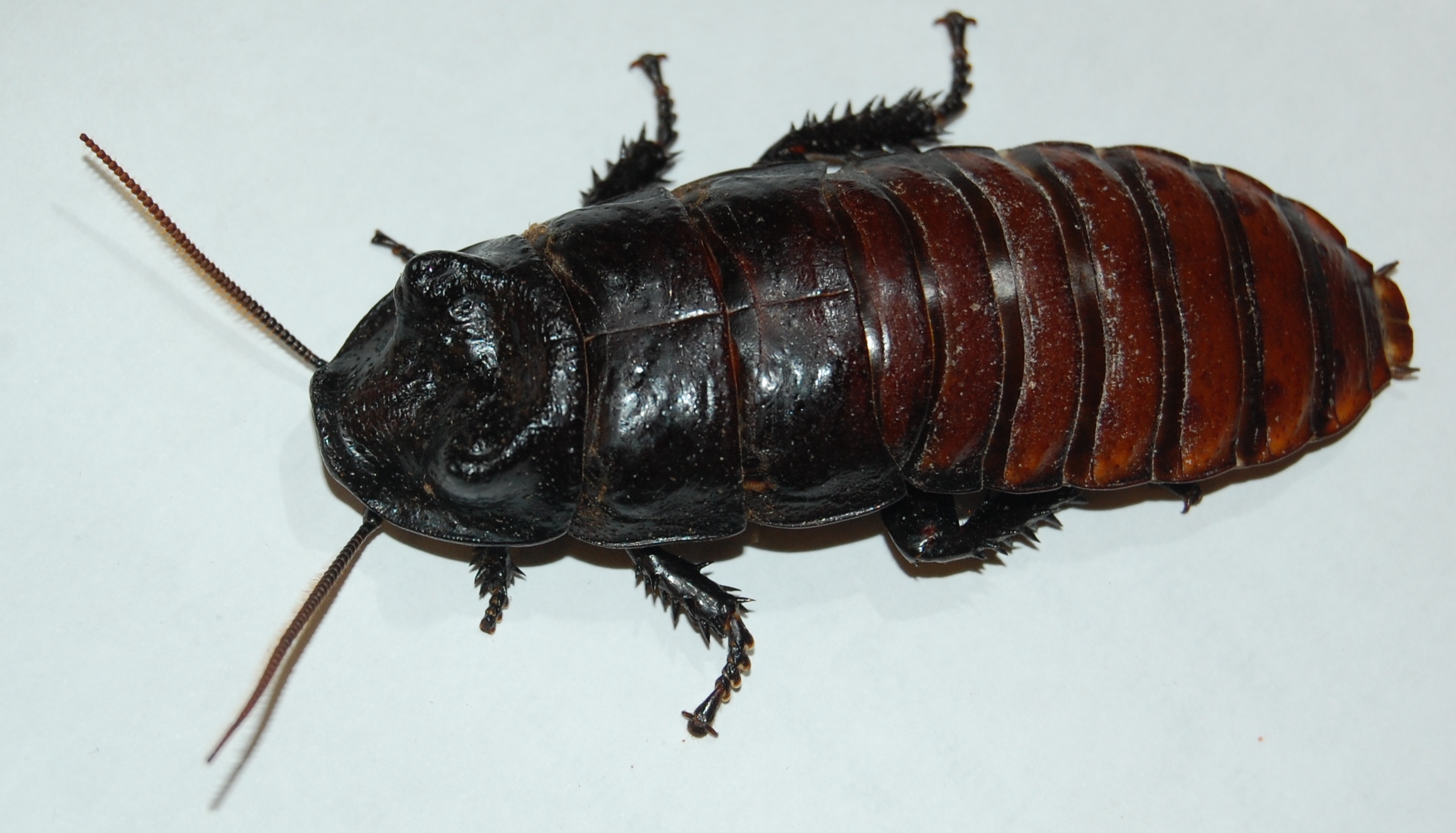 Мадагаскарский таракан – неприхотливая экзотика в вашей квартире