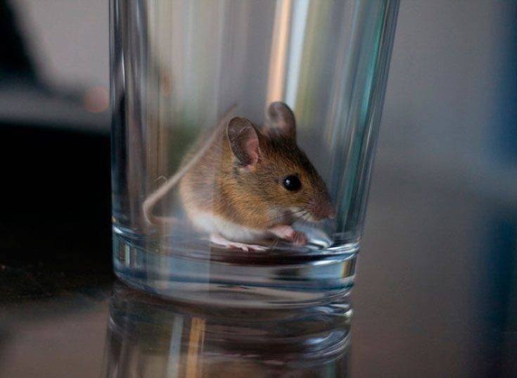 Сколько живут мыши. продолжительность жизни мыши