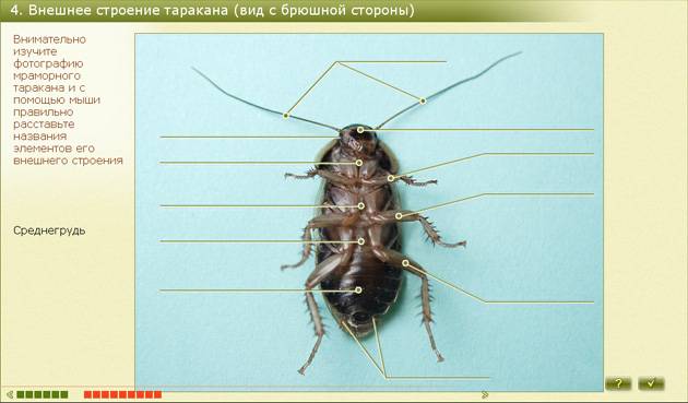 Описание и особенности строения тараканов, их разновидности, питание, размножение и опасность для человека