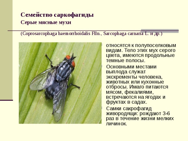 Борьба с мухами на даче с помощью химических и народных средств