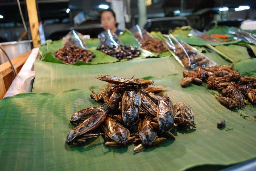 Кому – экзотика, а кому – основная еда: 10 всемирно известных блюд из насекомых