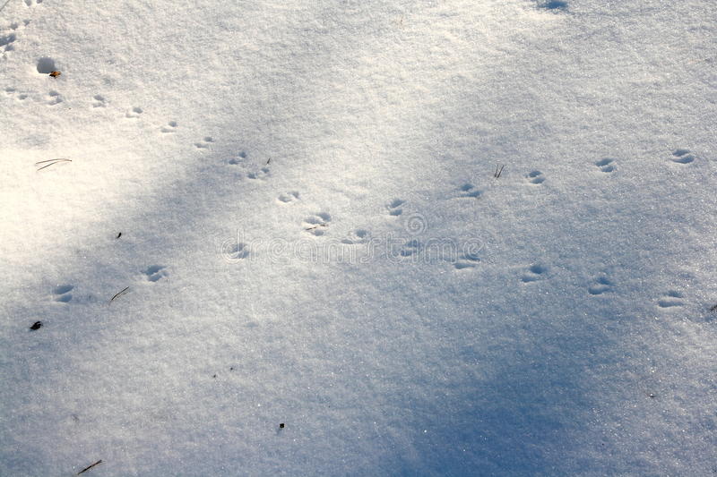 Следы зайца на снегу: фото с описаниями