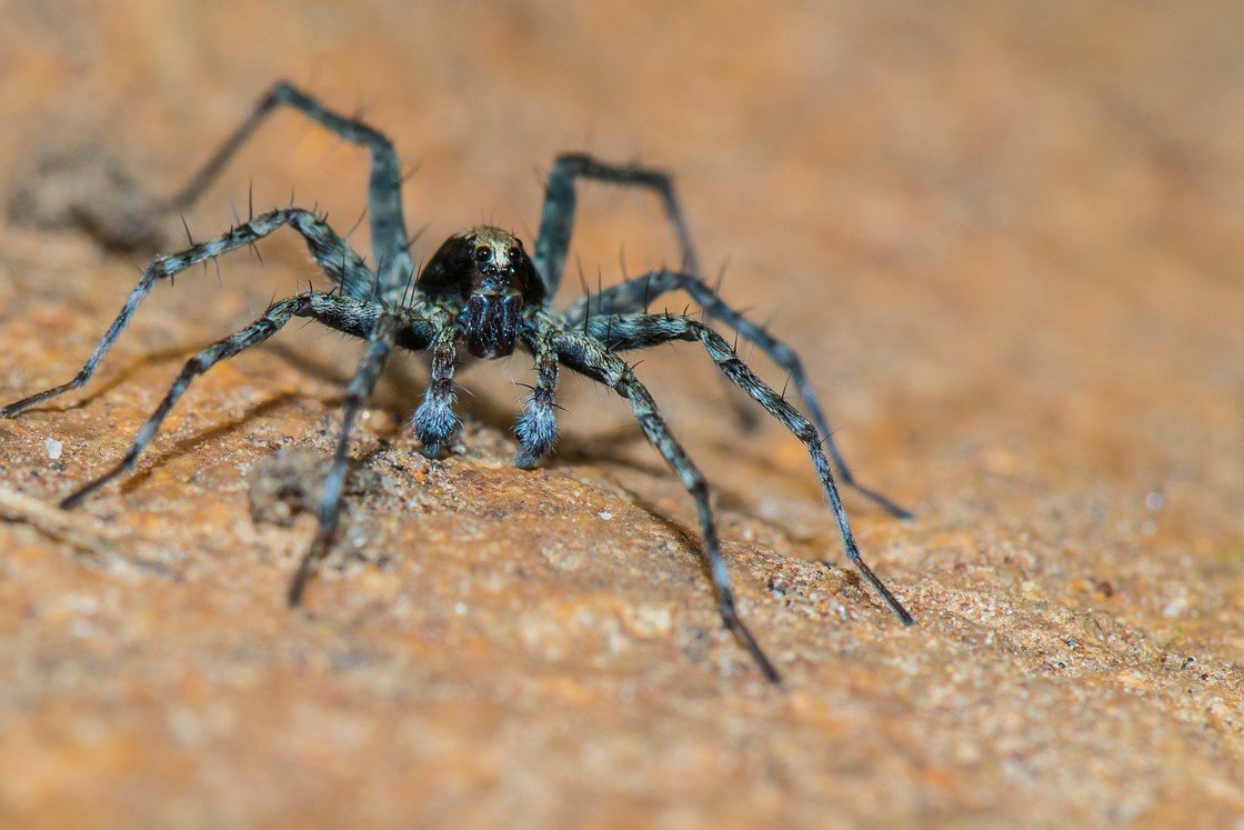 Ядовитые пауки россии: фото и названия самых опасных представителей