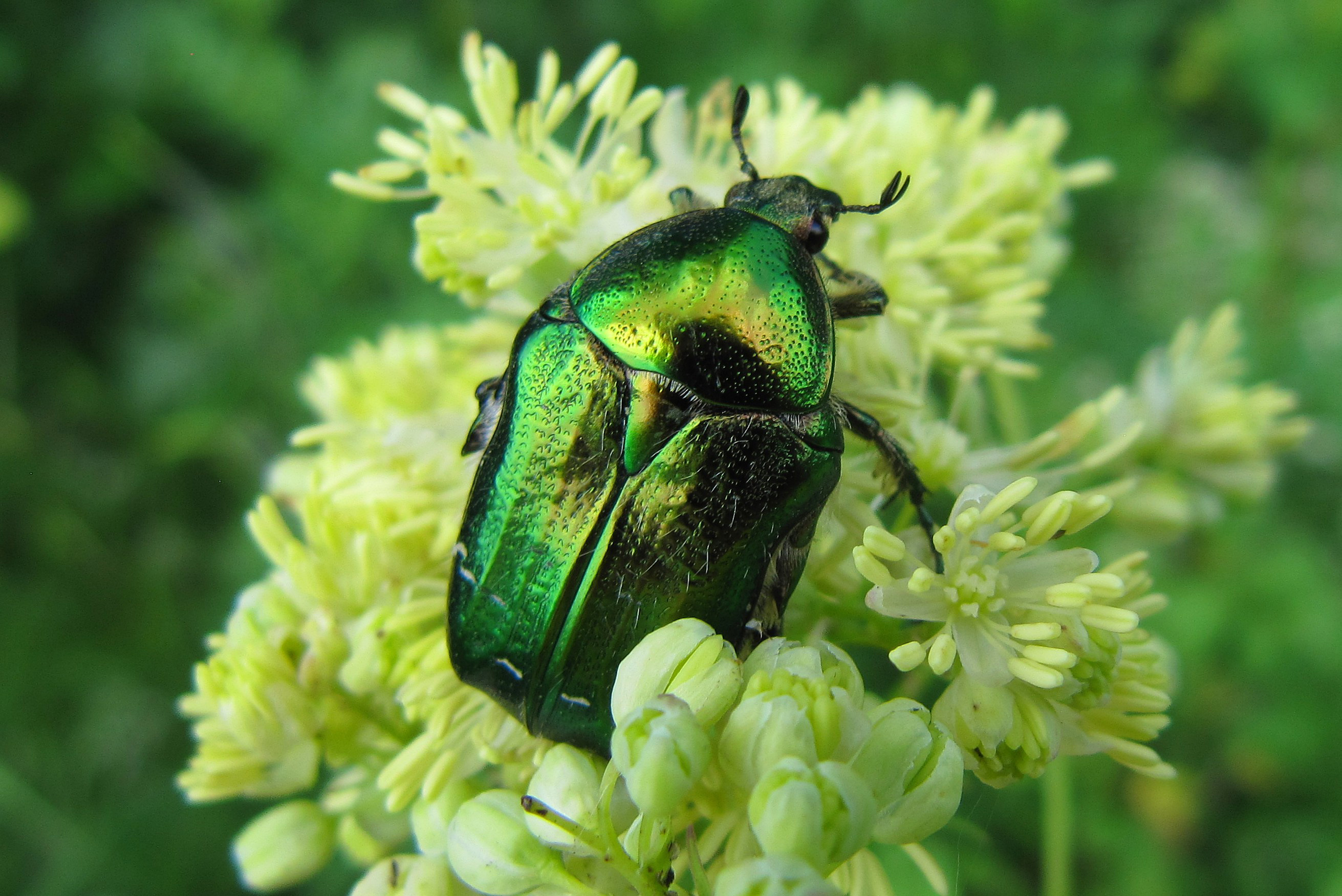 Жук бронзовка — особенности, личинка и вред зелёного жука