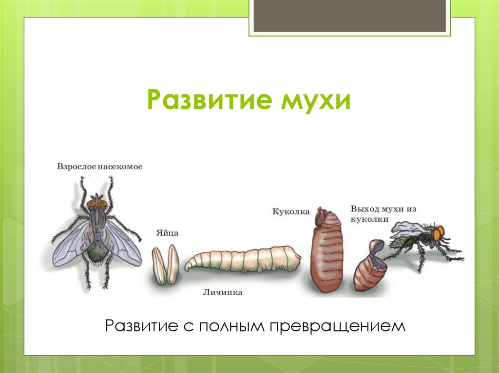 Муха комнатная | справочник пестициды.ru