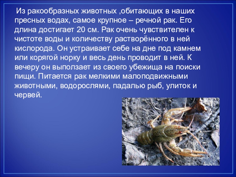 Животные краснодарского края. описание, названия, виды и фото животных краснодарского края