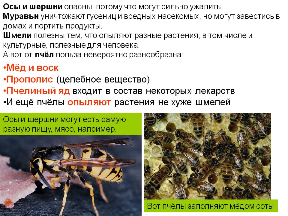 Делают ли осы мед - ответ на сладкий вопрос