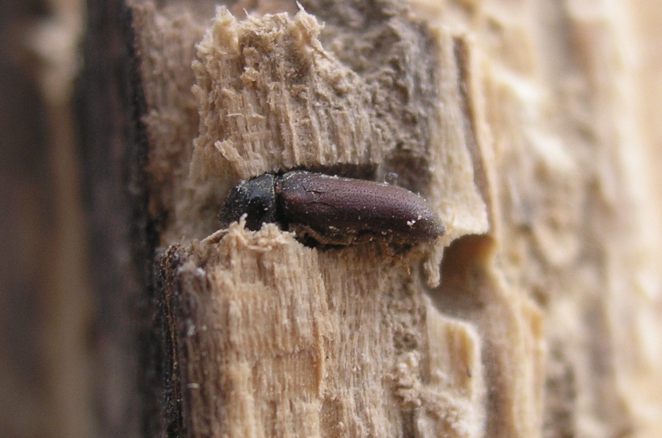 Жук-короед в деревянном доме: способы борьбы с точильщиком в домашних условиях