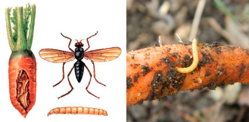 Эффективные методы борьбы с морковной мухой