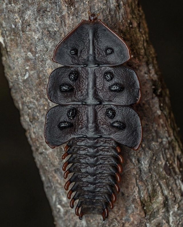 Жук-трилобит – необычный обитатель азиатских лесов под прицелом микроскопов