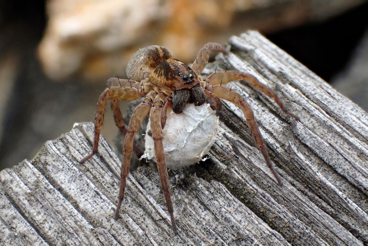 Ядовитые пауки Челябинской области