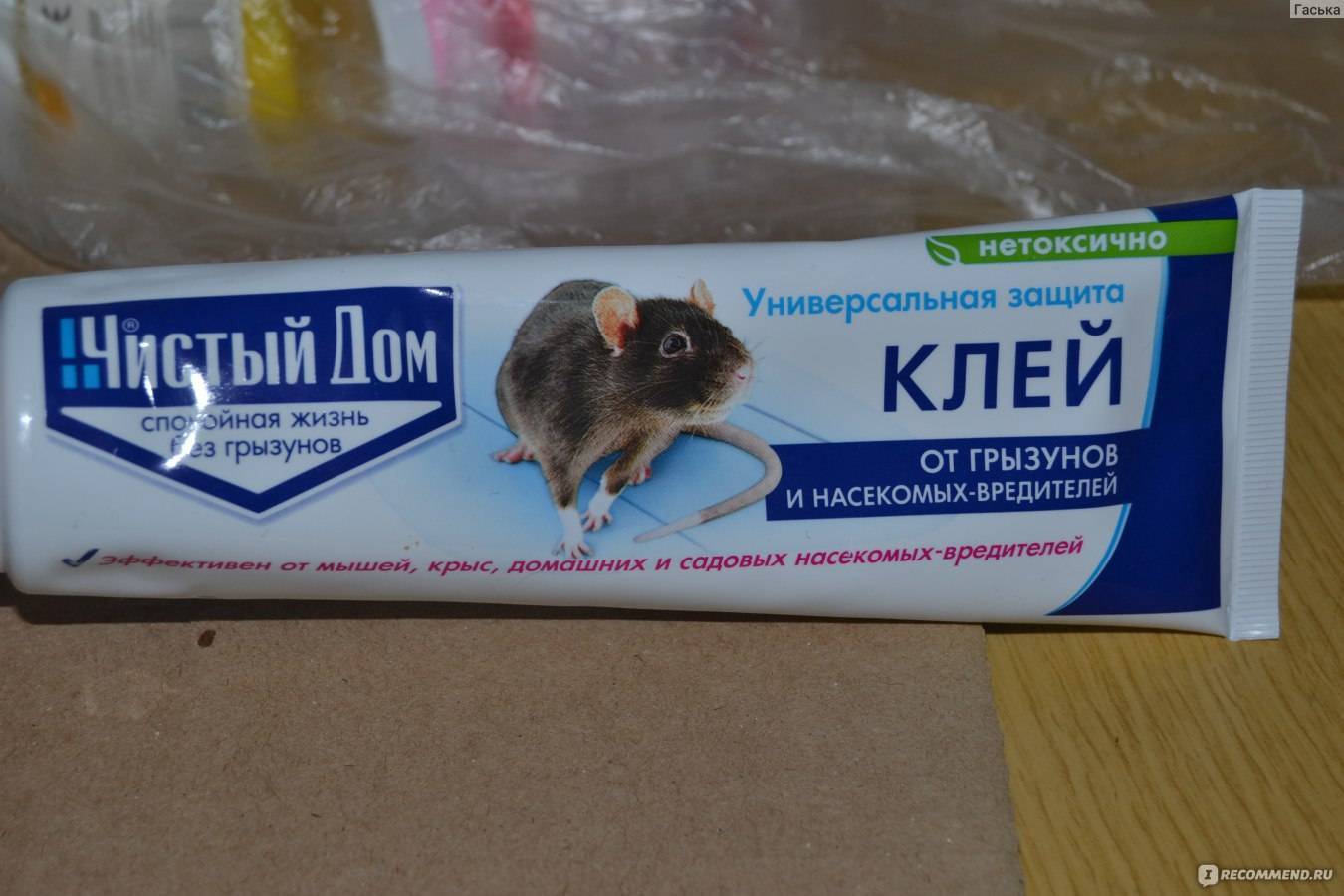 Клей против крыс мышей и других грызунов: как отмыть от поверхности и кота