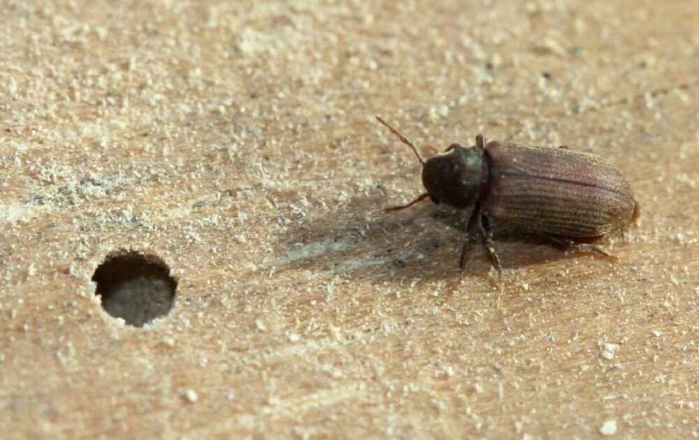 Как избавиться от жука-усача в деревянном доме