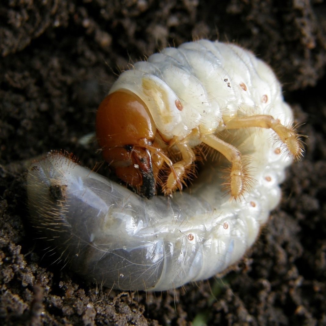 Майский хрущ: вредитель-долгожитель. каким растениям опасен майский жук
