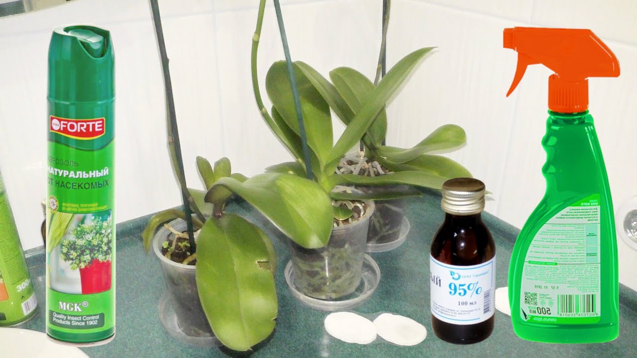 Мучнистый червец на орхидее: эффективные методы лечения и профилактики