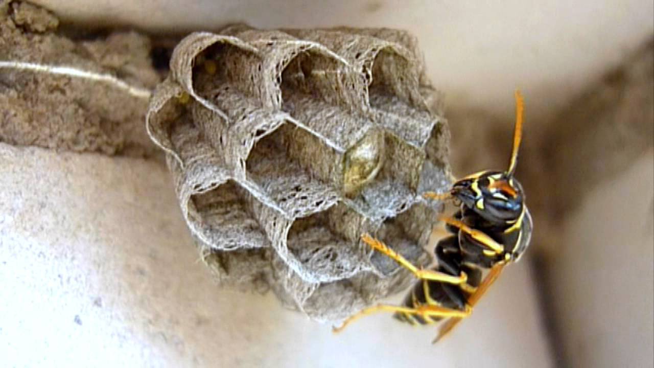 Как и из чего осы делают гнезда