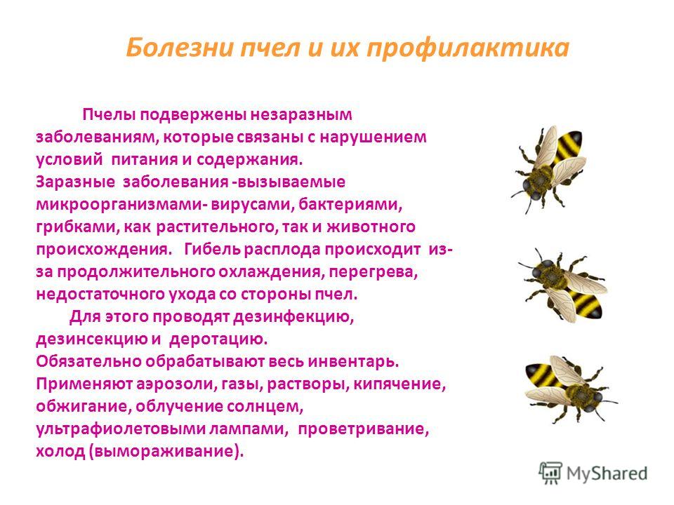 Особенности карпатской породы пчел