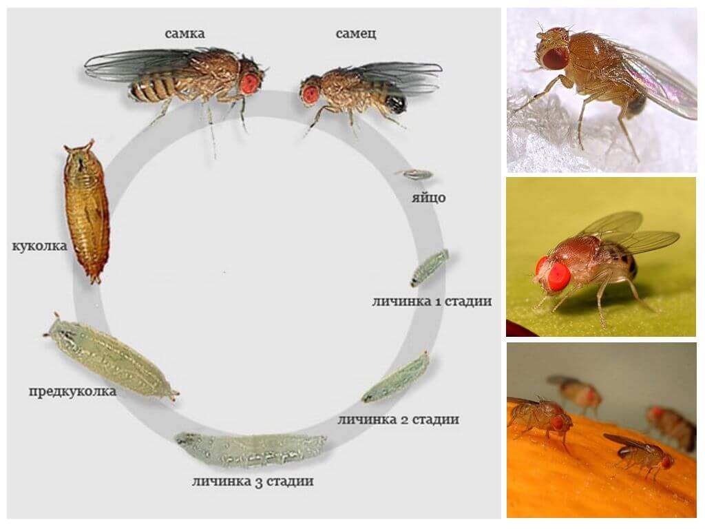 Как появляются мухи