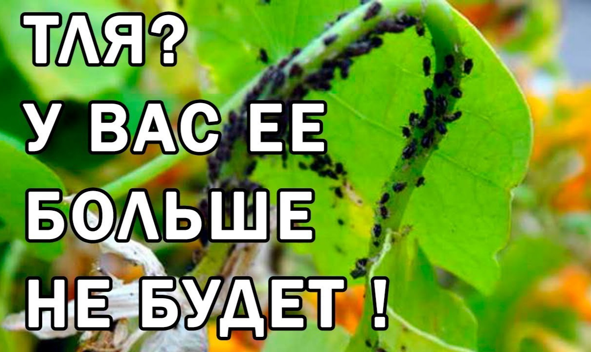 Методы борьбы с тлей в саду и огороде